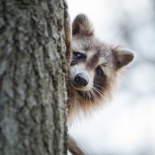Protecting Your Home from Critters